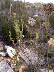 Erica pectinifolia
