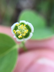 Euphorbia mercurialina