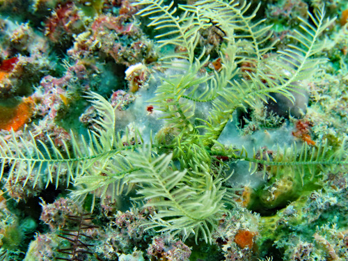 Dorometra nana · iNaturalist