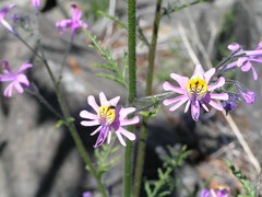 Schizanthus hookeri