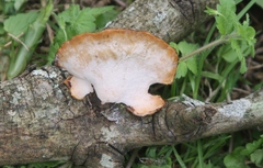 Polyporus hypomelanus