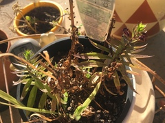 Angelonia angustifolia