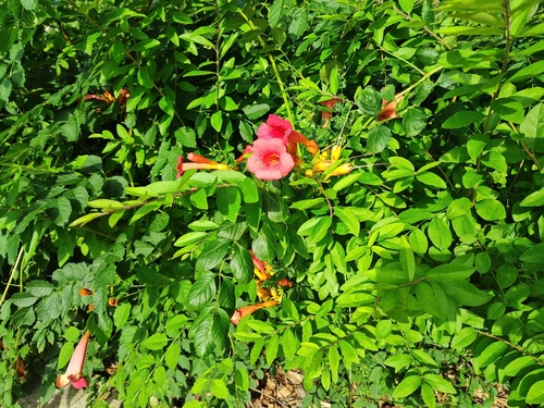 American trumpet vine