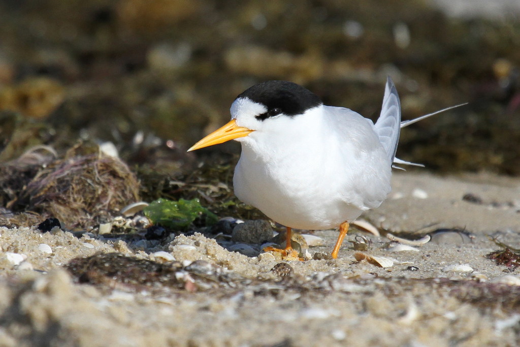 Australian Fairy Tern (Sternula nereis) photo