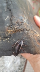 Drymaplaneta communis