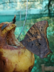 Melanitis leda bankia