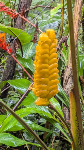Calathea crotalifera, photograph 6