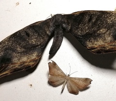 Paradaemonia nycteris