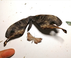 Paradaemonia nycteris