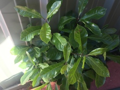 Pittosporum undulatum