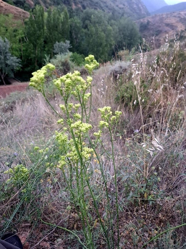 Mountain Rue