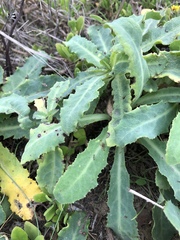 Sonchus megalocarpus