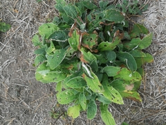 Helichrysum foetidum