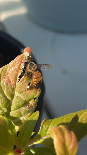 Western Honey Bee