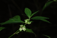 Justicia hygrophiloides, photograph (c) Greg Tasney, some rights reserved (CC BY-SA)