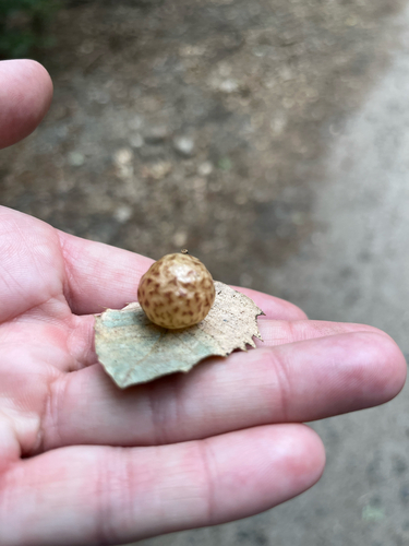 iNaturalist observation photo of Oak Gall Wasps