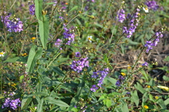 Angelonia angustifolia