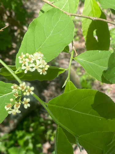 Casearia corymbosa observed 2026-06-26