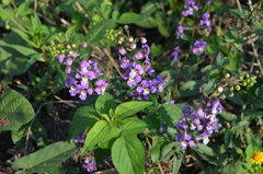 Angelonia angustifolia