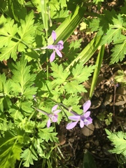 Delphinium anthriscifolium