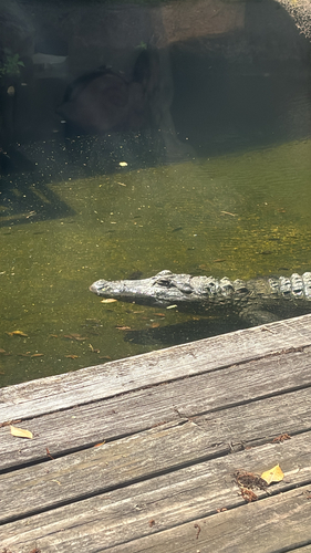 American Alligator photographed in Connecticut
