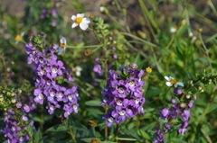 Angelonia angustifolia