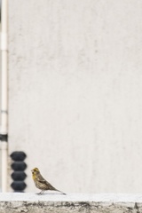 Haemorhous mexicanus