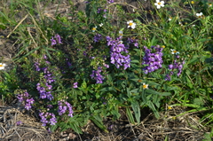 Angelonia angustifolia