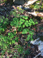 Jeffersonia diphylla