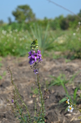 Angelonia angustifolia