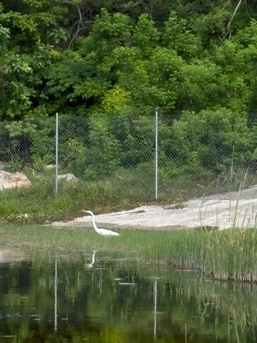 Great Egret