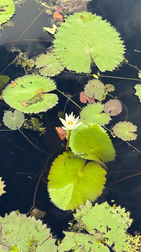 Dotleaf Waterlily