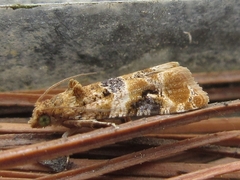 Lobesia yasudai