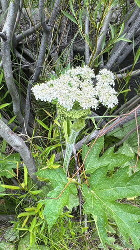 iNaturalist observation photo of common cowparsnip