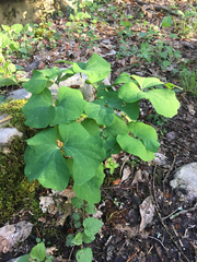 Jeffersonia diphylla