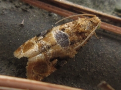 Lobesia yasudai