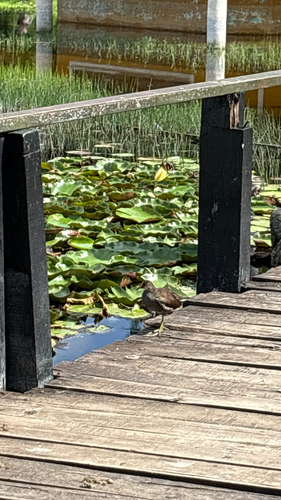 Common Gallinule
