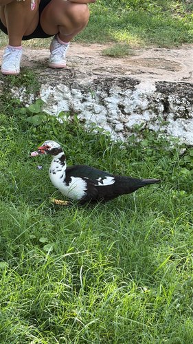 Muscovy Duck