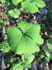Jeffersonia diphylla