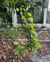Davilla nitida
