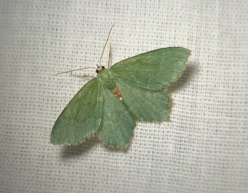 Common Emerald