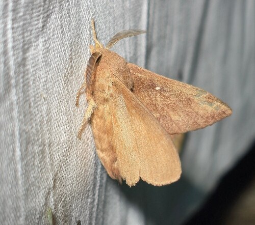 Pine-tree Lappet