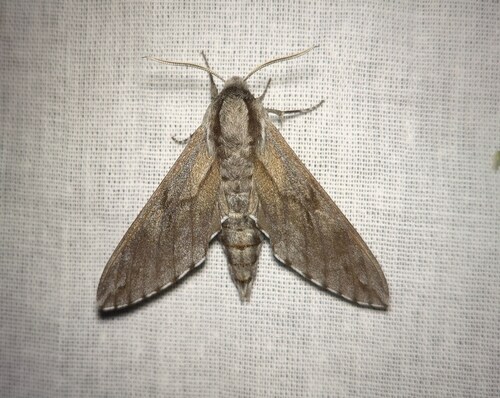 Pine Hawkmoth