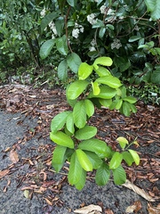 Davilla nitida