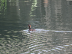 Tachybaptus ruficollis