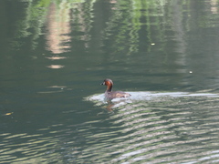 Tachybaptus ruficollis