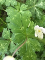 Anemonastrum flaccidum