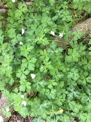 Anemonastrum flaccidum
