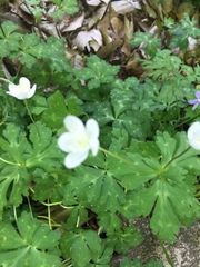 Anemonastrum flaccidum