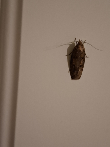Brown House Moth